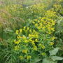 Early and correct identification of pasture weeds is the first step in maintaining a healthy pasture. 