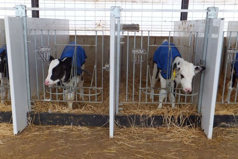 Calf jackets