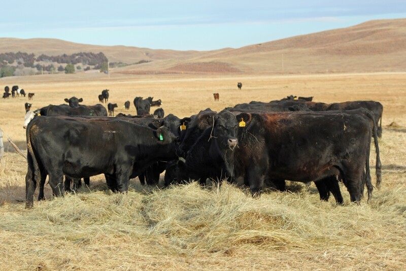 Have you ever looked at a feed analysis and thought the information was confusing? A forage analysis is an important tool to improve profitability when developing nutritional programs for all classes of beef cattle.
