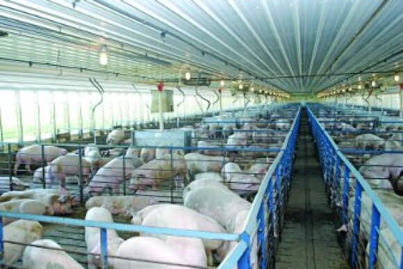 hog-barn-finishing-hogs-337_1.jpg