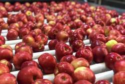 The Rave apple from Stemilt Growers in Washington is now in season.