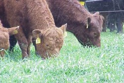 BT_cover_crop_grazing_cattle