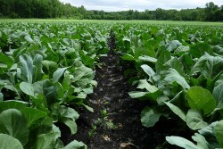 A field of collard greens