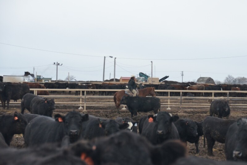 BT_Feedlot_Cowboy_Cattle