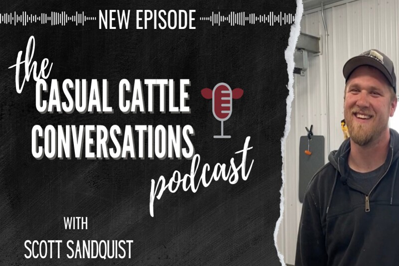 CasualCattle_Sandquist