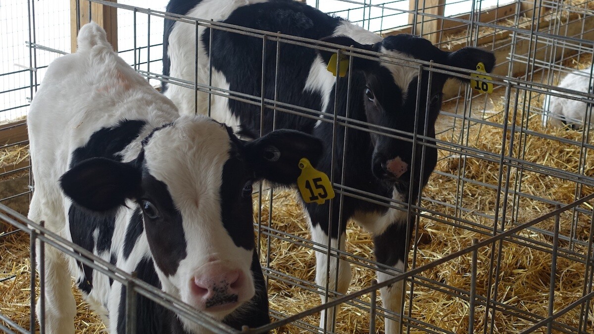 3 Offense Tools to Control Crypto in Calves - Dairy Herd