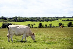 Ireland Cow