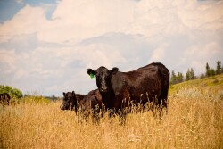 Grazig cows 