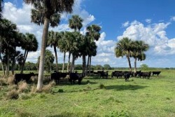 Florida cattle