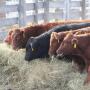 The partial government shutdown affects some ranchers ability to cash their sale cattle sale checks and secure new operating loans.