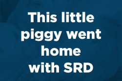 This little piggy went home with SRD