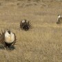 Sage_Grouse_Booming.jpg