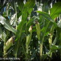 Cornfield by Lindsey Pound