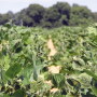 On both sides of the dicamba issue, Arkansas growers are forced to walk a high-wire in a farming atmosphere fraught with fears, threats and entrenched opinions.