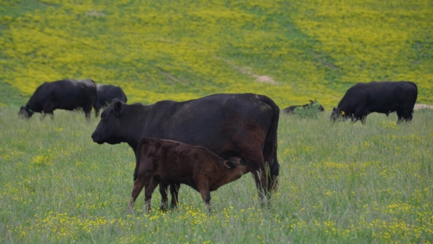 Proper Nutrition Key to Preventing Grass Tetany, Milk Fever and ...