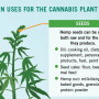 The uses for hemp are endless. 