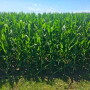 I took this photo two months after the test plot was planted with Pivot Bio PROVEN™. Note the corn is beginning to tassel.”   