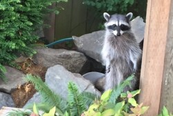 Over the past 30 years, rabies management has grown in complexity in the United States, as wild animals, including raccoons, skunks, foxes, coyotes and bats, have replaced the domestic dog as the primary reservoir for the disease.