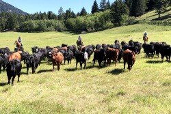 IX Ranch