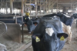 Keeping dry cows cool helps performance in the subsequent lactation and gets calves off on a good start.