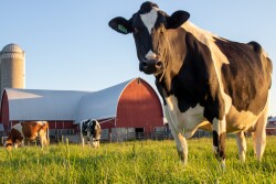 Holstein Cow