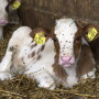 Calf hutches and barns are a perfect breeding ground for summer flies, but it doesn’t have to be that way. 