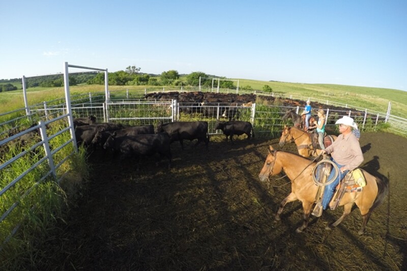 BT_Cowboys_Horseback_Cattle