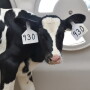 Trace minerals are important to calves’ development, but these nutritional components can vary in source. It turns out some trace minerals are more palatable than others, resulting in significant differences in consumption by calves. 