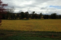 fall_soybeans