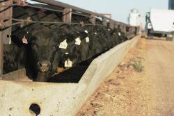 Angus cattle on feed