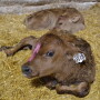 Starting calves off on the right hoof can set the stage for a lifetime of health and productivity. 