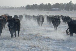 Blizzard