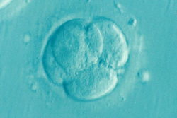 Embryo