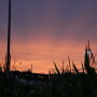 The Chicago White Sox and New York Yankees played in the first-ever MLB game at the Field of Dreams Thursday, August 12, 2021. 
