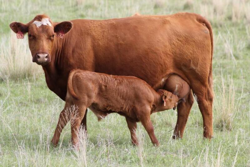 Red cow calf
