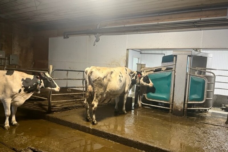 cows being milked robotically