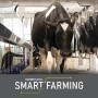 Smart Farm Cow