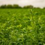  With alfalfa being one of the most important forage crops on the farm and feed prices on the rise, it’s critical to ensure your stand is harvested in a timely manner to maximize quality while preserving quantity