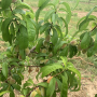 New Jersey peaches