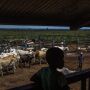 A boy watches a landless occupant farmer gather cattle at Agropecuária Santa Bárbara Xinguara SA Maria Bonita farm.