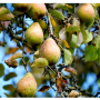 pears.png