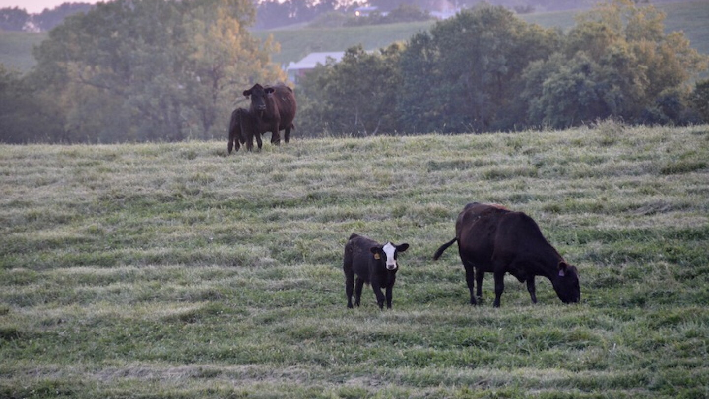 Evaluate Your Cattle Record Keeping System - Drovers