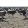 Feedlot_Cattle