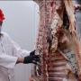 Raider Red Meats, a retail meat store at Texas Tech University, carved out a niche during the pandemic, proving Texas Tech University Department of Animal and Food Sciences is a cut above the rest. 