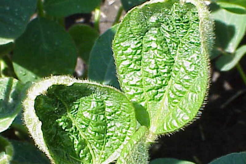 BASF anticipates EPA will re-approve dicamba with a new label soon.
