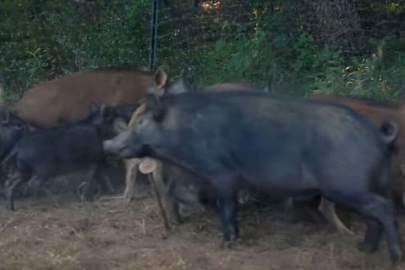 Feral Pigs in Louisiana USDA Series