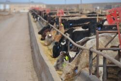 Despite an uneven cash trade, analysts say fed cattle supplies remain manageable.