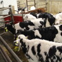 DT_Calves_Automated_Feeder