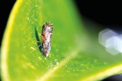 The Asian citrus psyllid spreads citrus greening disease, aka huanglongbing.