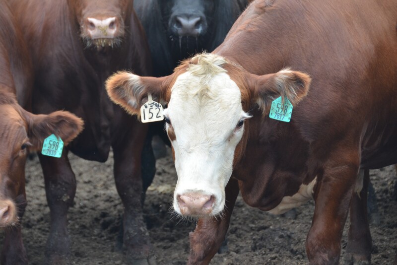 Cattle prices are on a historic ride. Producers are trying to make sense of it all, as well as industry insiders, as the COVID-19 story is far from over. 